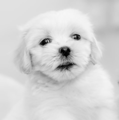 Forty five days Lhasa Apso