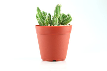 cactus in flower pot.