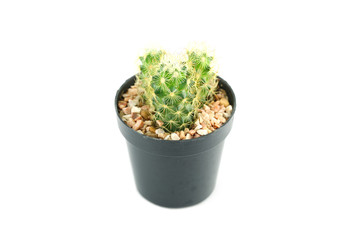 cactus in flower pot.