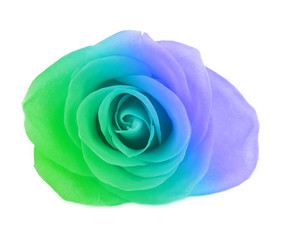 Colorful rose, isolated on white
