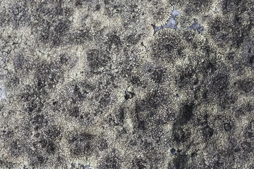 Lichen gray textured background on grey stone