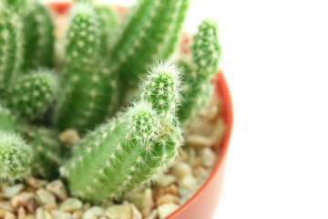 cactus in flower pot.