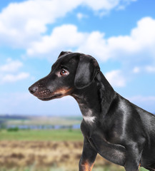 Black dachshund dog outdoors