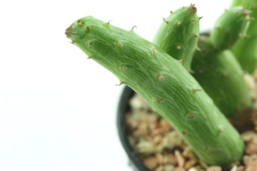 cactus in flower pot.