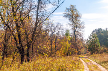 Naklejka premium A path to access to the forest under the autumn sun