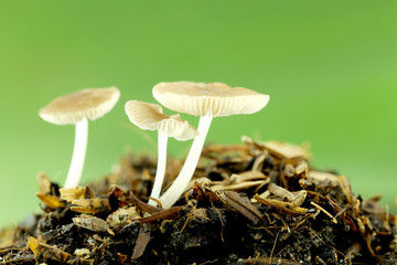 wild mushrooms on ground.