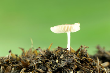 wild mushrooms on ground.