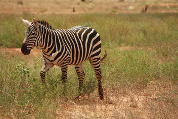 Fototapeta na wymiar grasendes Zebra