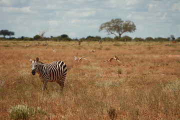 Fototapeta na wymiar Zebra in Prärie