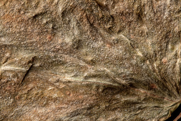 texture of the old dry leaf