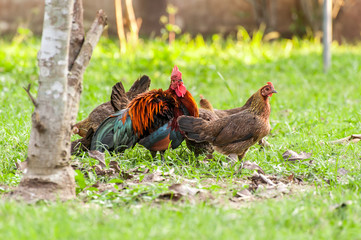 crowd of Wild fowl, Chicken in jungle