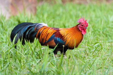 Wild fowl, Chicken in jungle