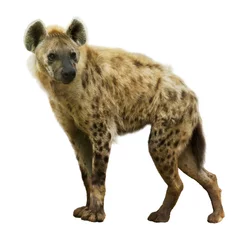 Peel and stick wall murals Hyena Spotted hyena