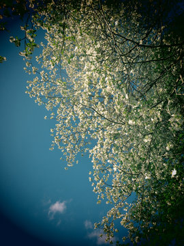 A filtered photo background dogwood flowers.