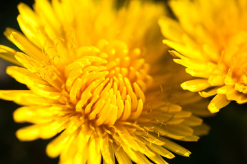 Closeup of two blooming yellow dandelion flowers