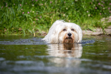 Hund geht durchs Wasser
