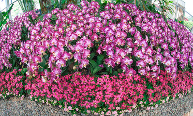 Pattern of pink and violet orchid plant