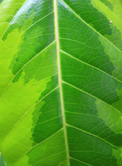 leaf texture close-up