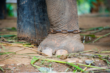 Chained Elephant leg