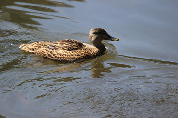 Brown Duck in Pond