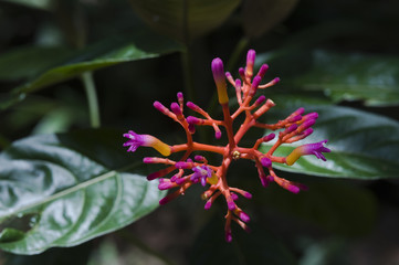 Erva-de-rato-verdadeira