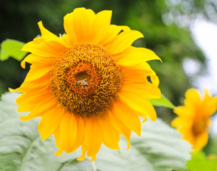 Obraz premium sunflower in yongning town,sichuan,china