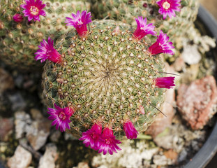 Pink cactus growing macro closeup background stock photo