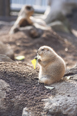 プレーリードッグ　東京