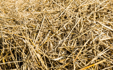 Straw from close