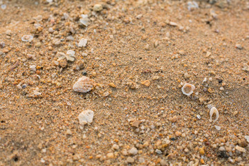 Sea shells on the sand