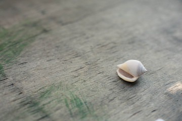 Seashells on the wooden background.