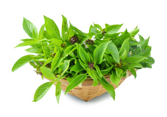 basil leaves on white background