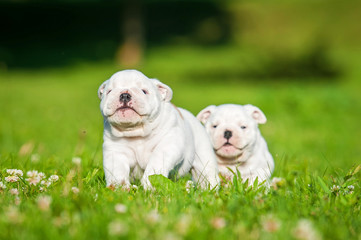 English bulldog puppies running