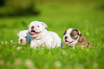 English bulldog puppies running