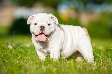 English bulldog puppy