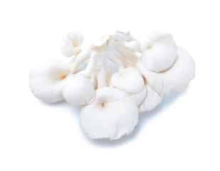 Fototapeta na wymiar mushroom on white background