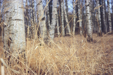 Spring birch forest