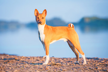 Basenji dog standing neat the river