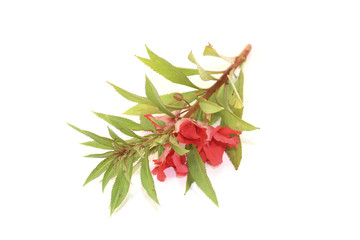 rote Balsamine