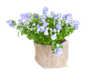 Campanula terry in a flowerpot on a white background