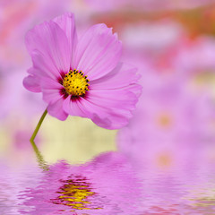Obraz na płótnie Canvas Closeup of pink cosmos flower above the water