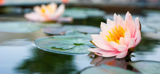 Papier Peint photo autocollant fleur de lotus Beau lotus rose, plante aquatique dans un étang