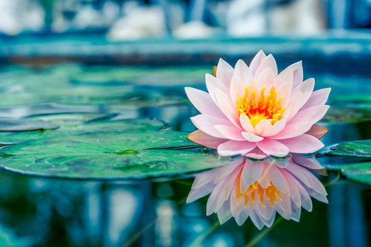 Fototapeta Beautiful Pink Lotus, water plant with reflection in a pond