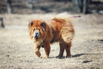 Obraz na płótnie Canvas dog chow-chow on walk