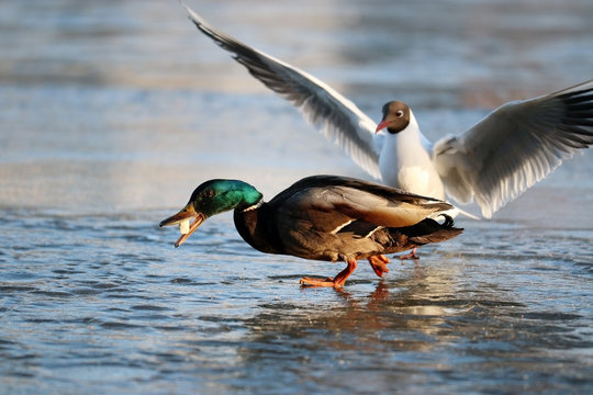 duck on the ice in winter