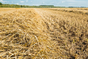 Straw on a large stubble field