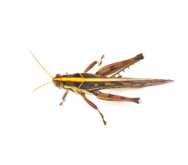 Grasshopper