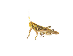 Grasshopper