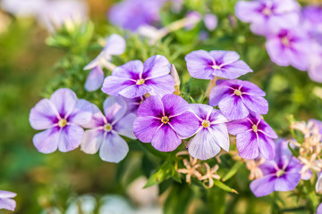 Close up view of flowering lilac with a shallow depth of field
