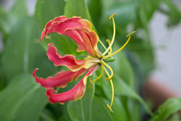 Ruhmeskrone, Gloriosa superba